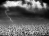 123101091-bkwshkkc-jpegcornfieldbw