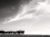 123101102-jlm44efd-jpegtrees