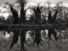 123101103-uihbjuth-jpegarbresrefletnb