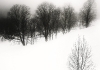 Arbre Seul