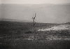 arbre-seul-2
