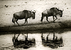 Tanzanie